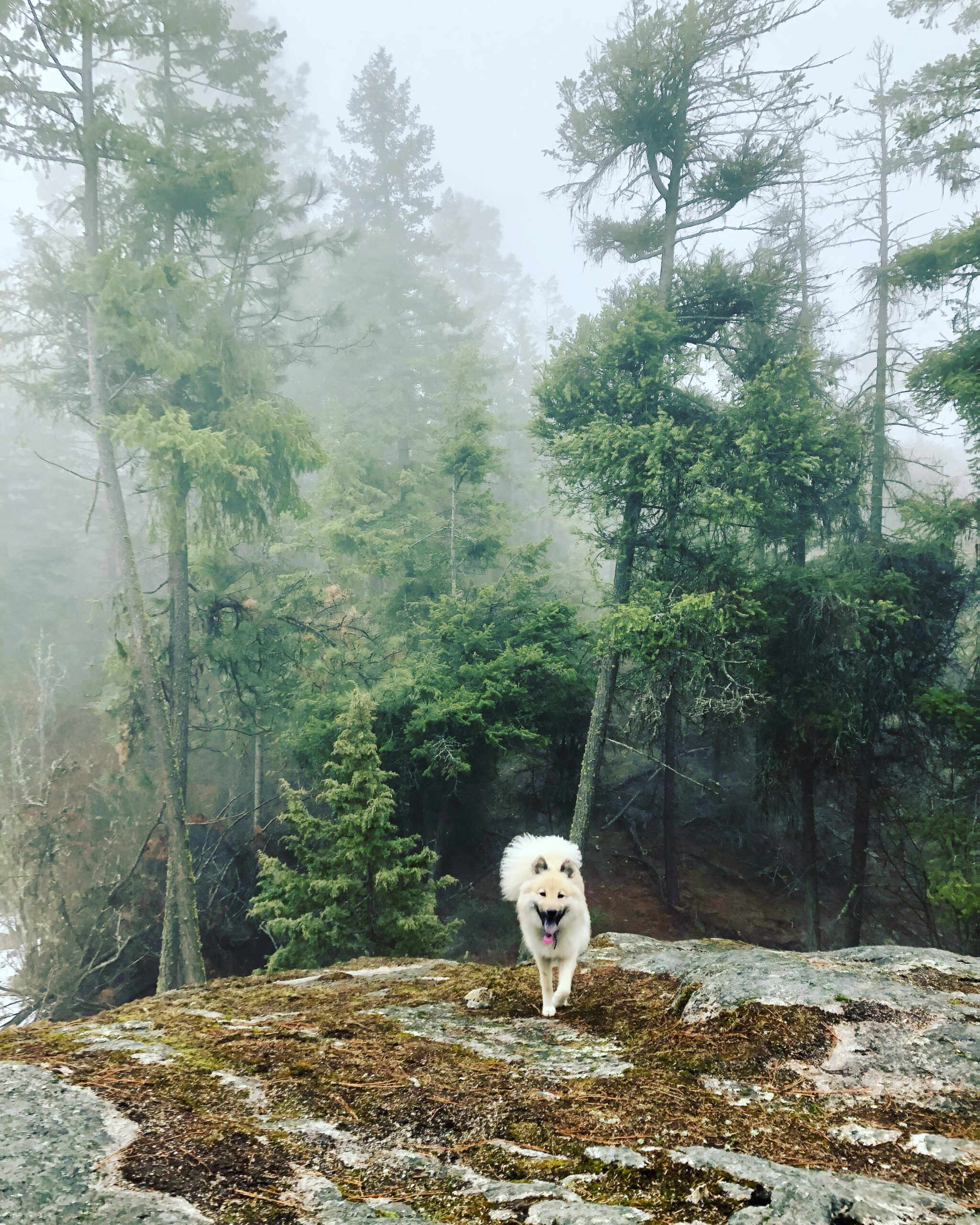 Jacqui's dog in fog