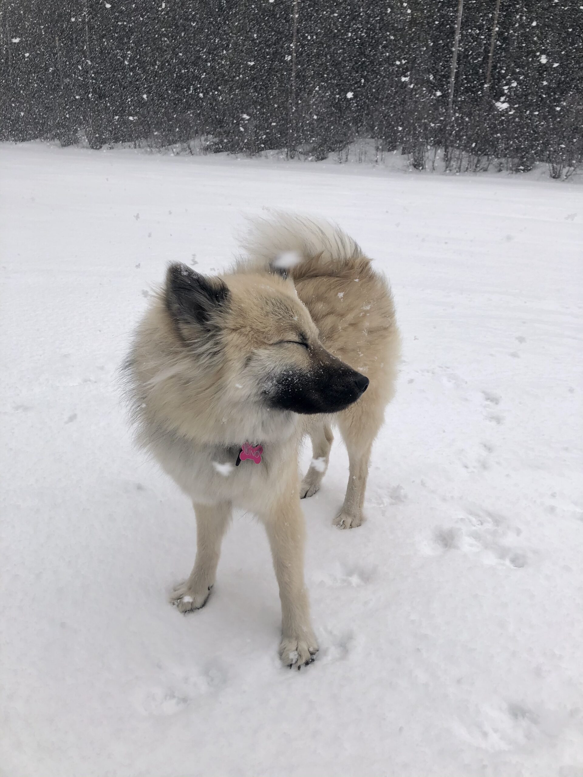 Jacqui's dog in wind