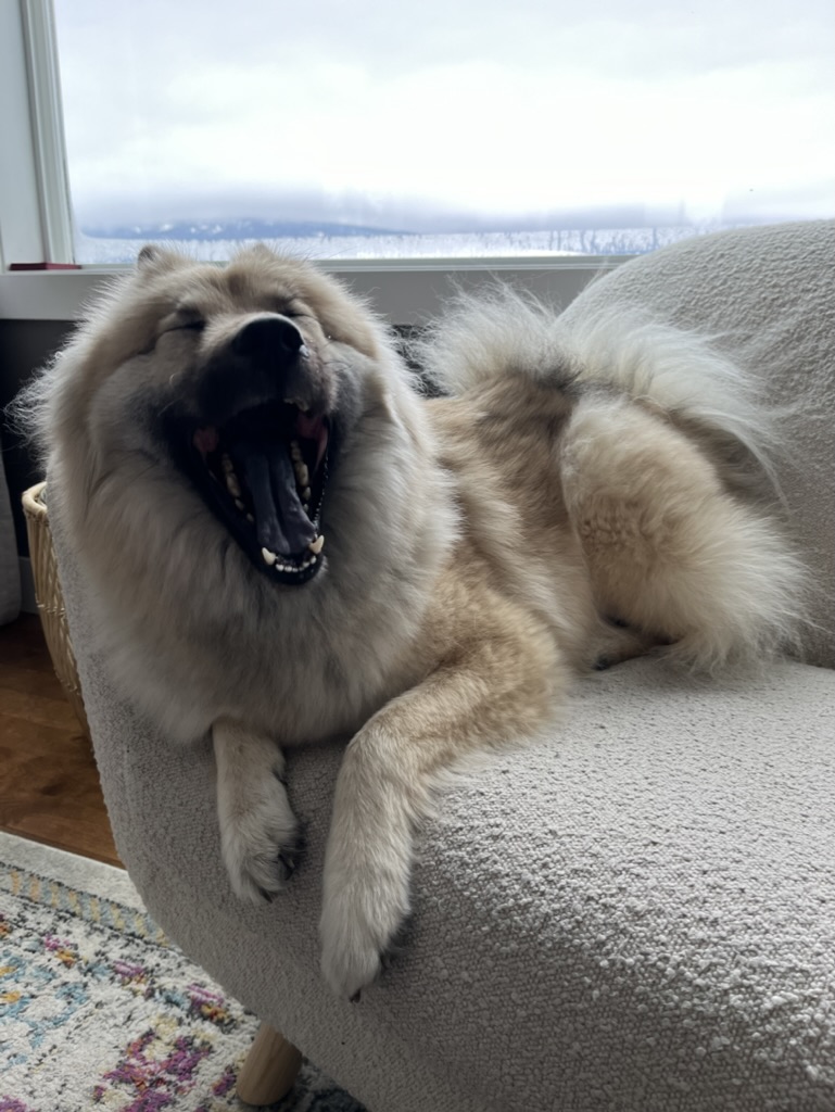 Juno yawning